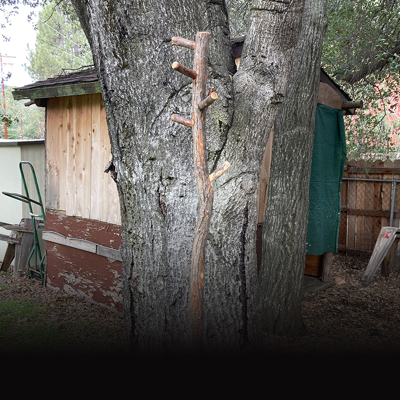 Coat Rack